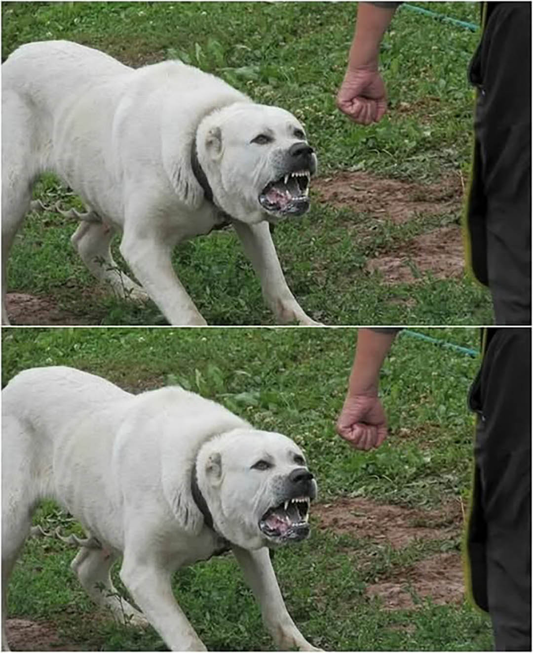 Beaucoup se trompent face à un chien agressif : voici les 8 règles qui peuvent tout changer