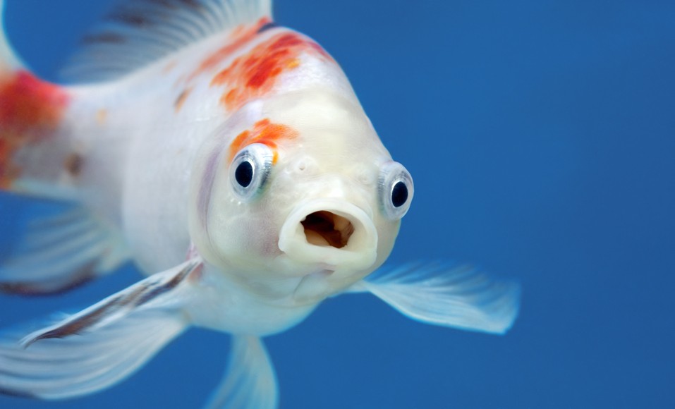 Un simple coup d’œil sur cette image révèle votre personnalité cachée : êtes-vous plutôt nuage ou poisson ?