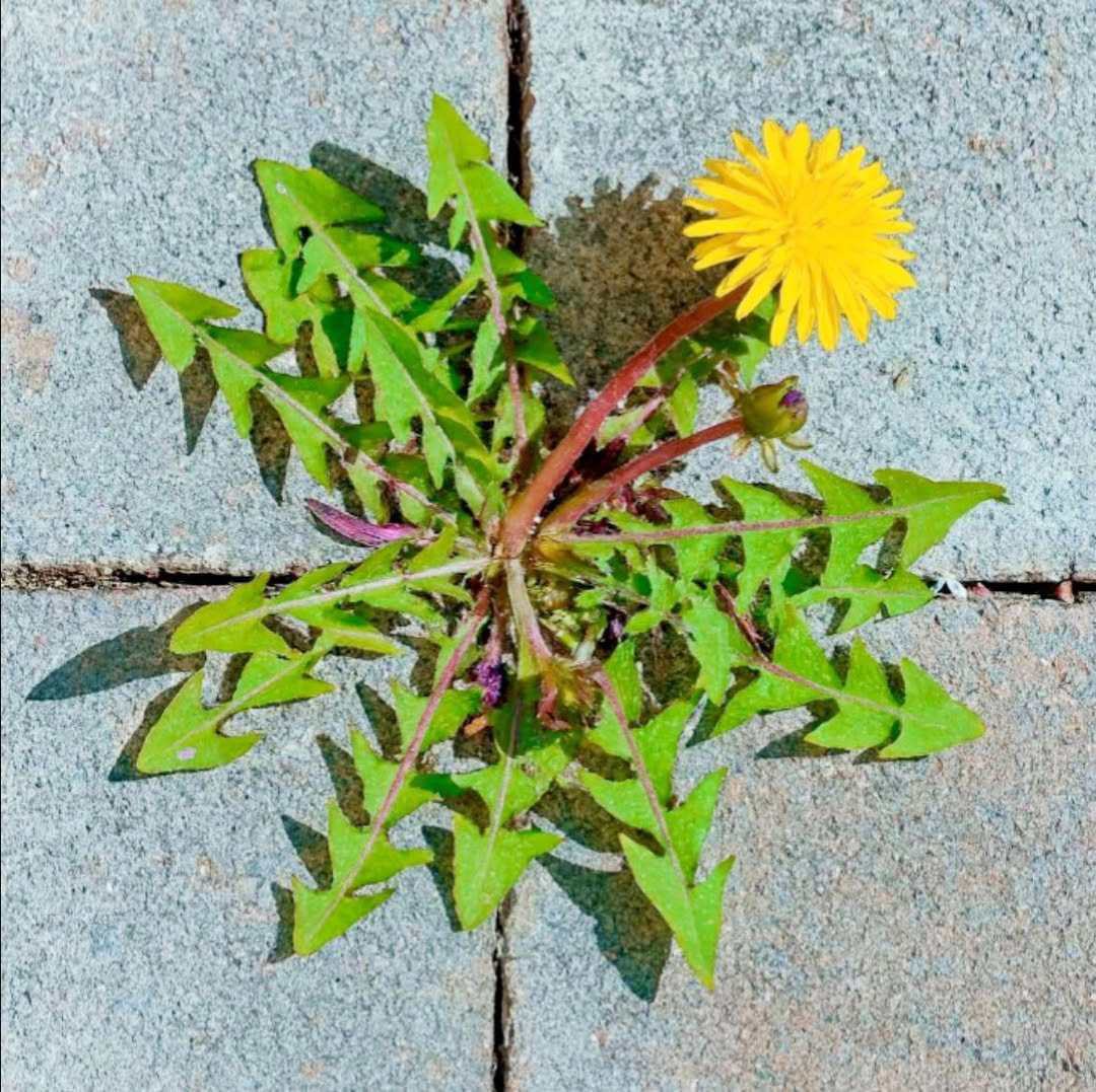 Bienfaits du pissenlit pour la santé et le bien-être naturel