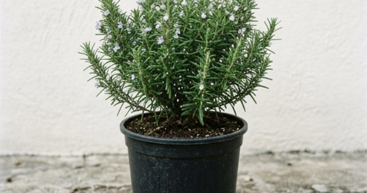 Buvez une infusion de romarin à jeun et voyez les bienfaits sur la santé