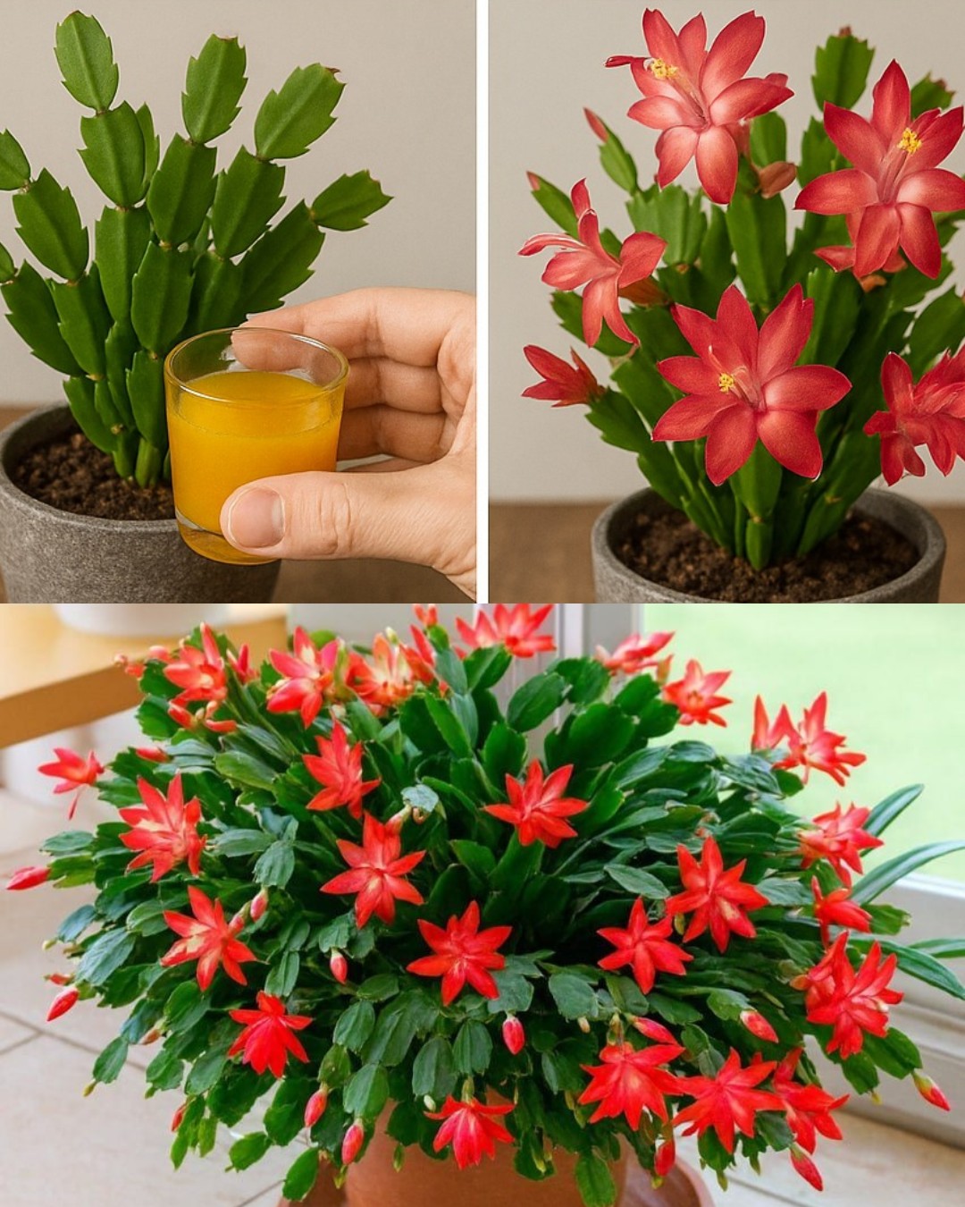 Cactus de Noël : cela suffit à le faire fleurir comme par magie