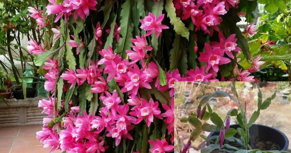 Cactus de Noël : tout savoir pour le multiplier et le garder fleuri toute l’année