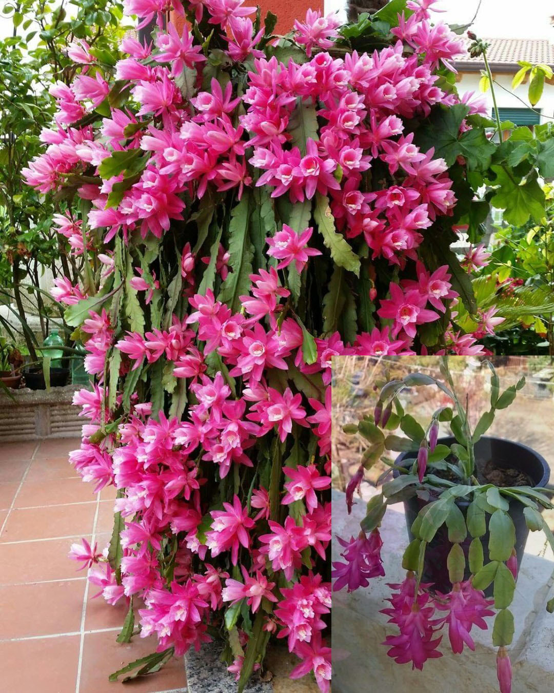 Cactus de Noël : tout savoir pour le multiplier et le garder fleuri toute l’année