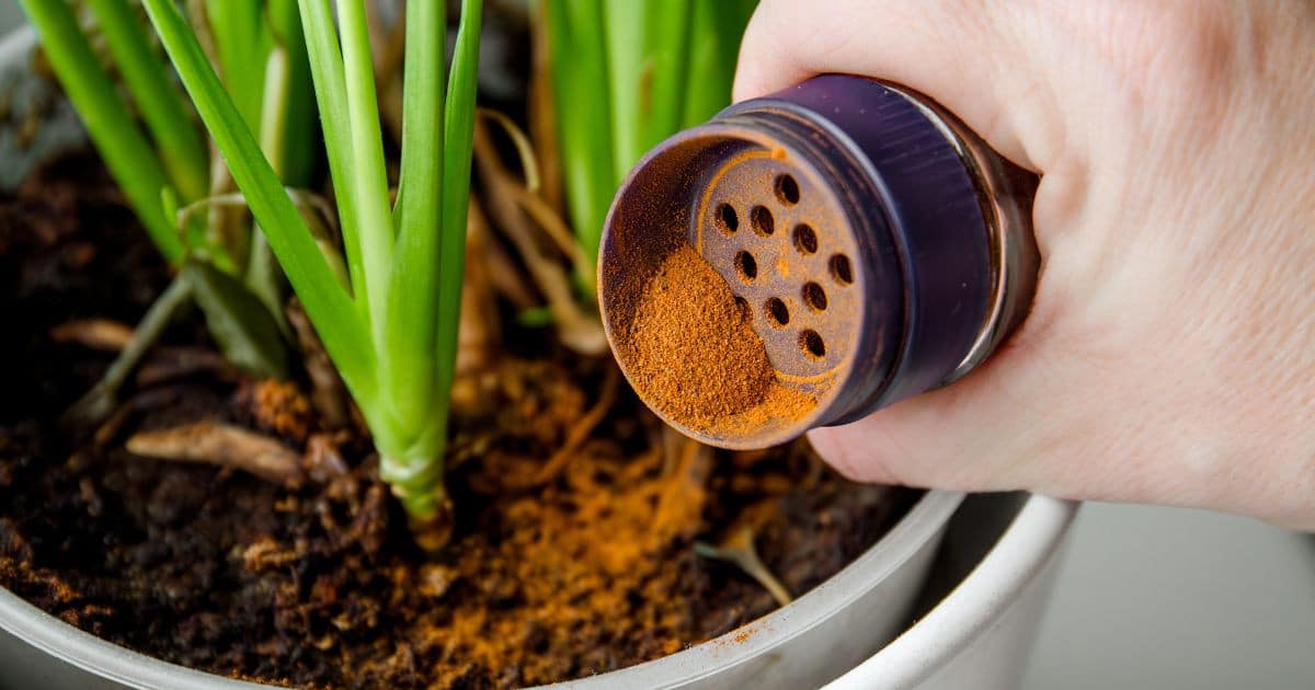Plante protégée par de la cannelle