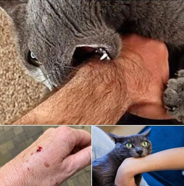 Cette morsure soudaine qui déchire le silence : ce que votre chat tente désespérément de vous dire