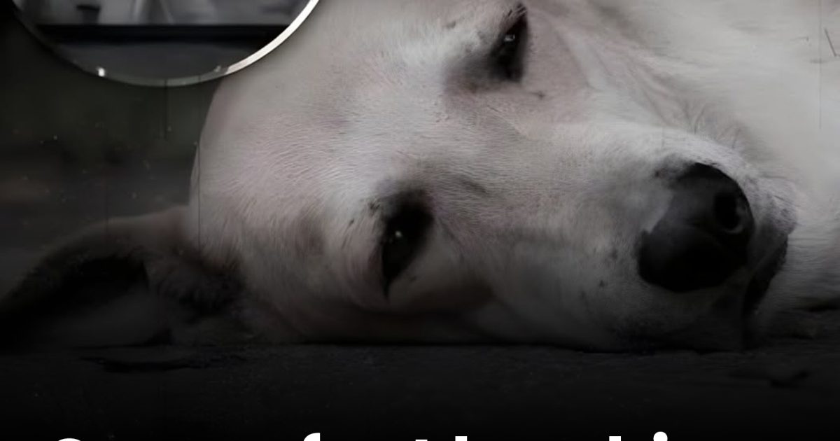 Ce que ressent votre chien dans ses derniers instants : une séparation que peu de personnes peuvent réellement comprendre