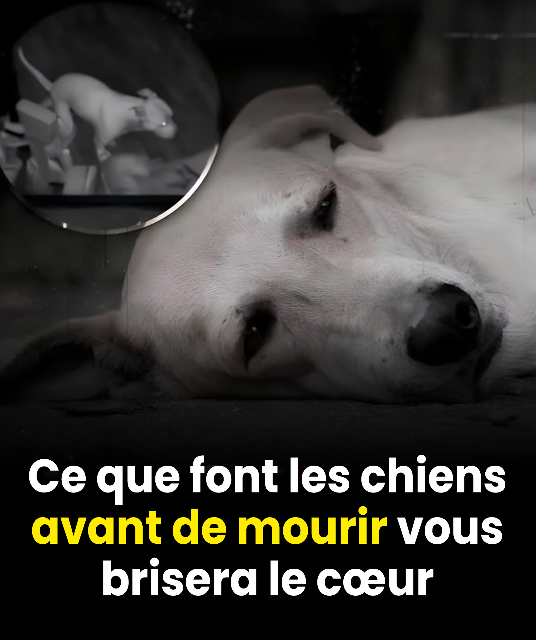 Ce que ressent votre chien dans ses derniers instants : une séparation que peu de personnes peuvent réellement comprendre