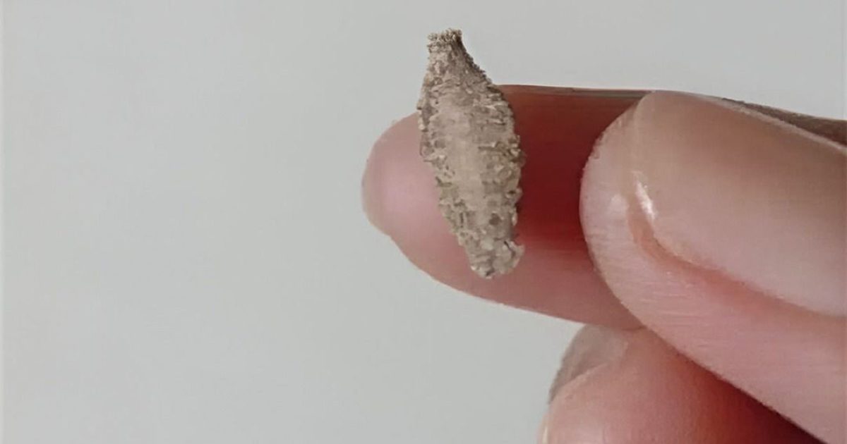 Cet insecte s’invite sur vos murs… et pourrait bien perturber votre quotidien !