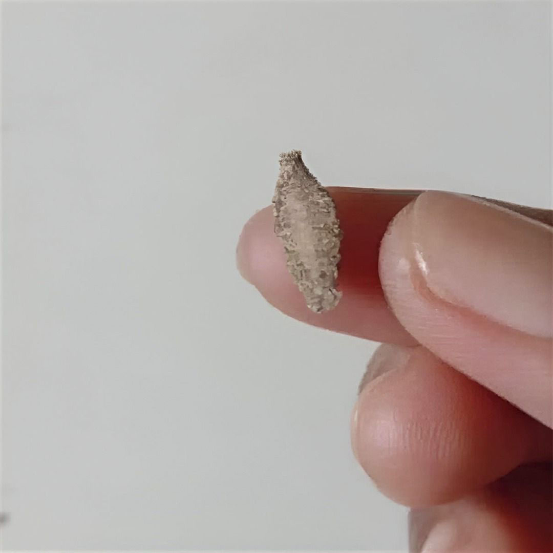 Cet insecte s’invite sur vos murs… et pourrait bien perturber votre quotidien !