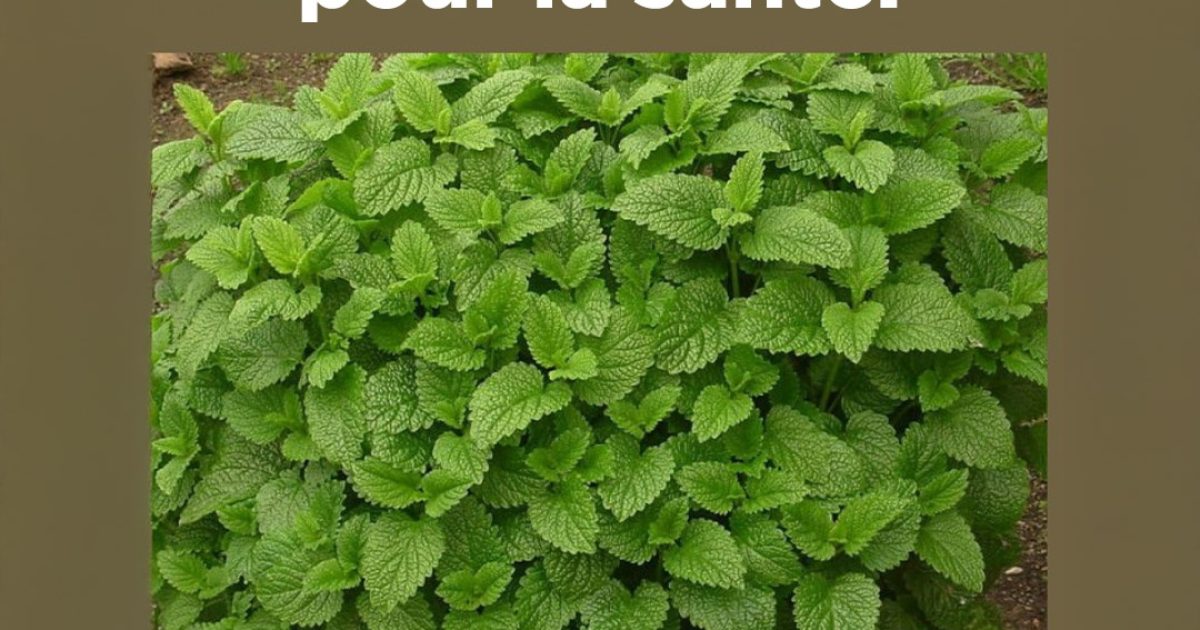 Cette plante est un trésor de la nature