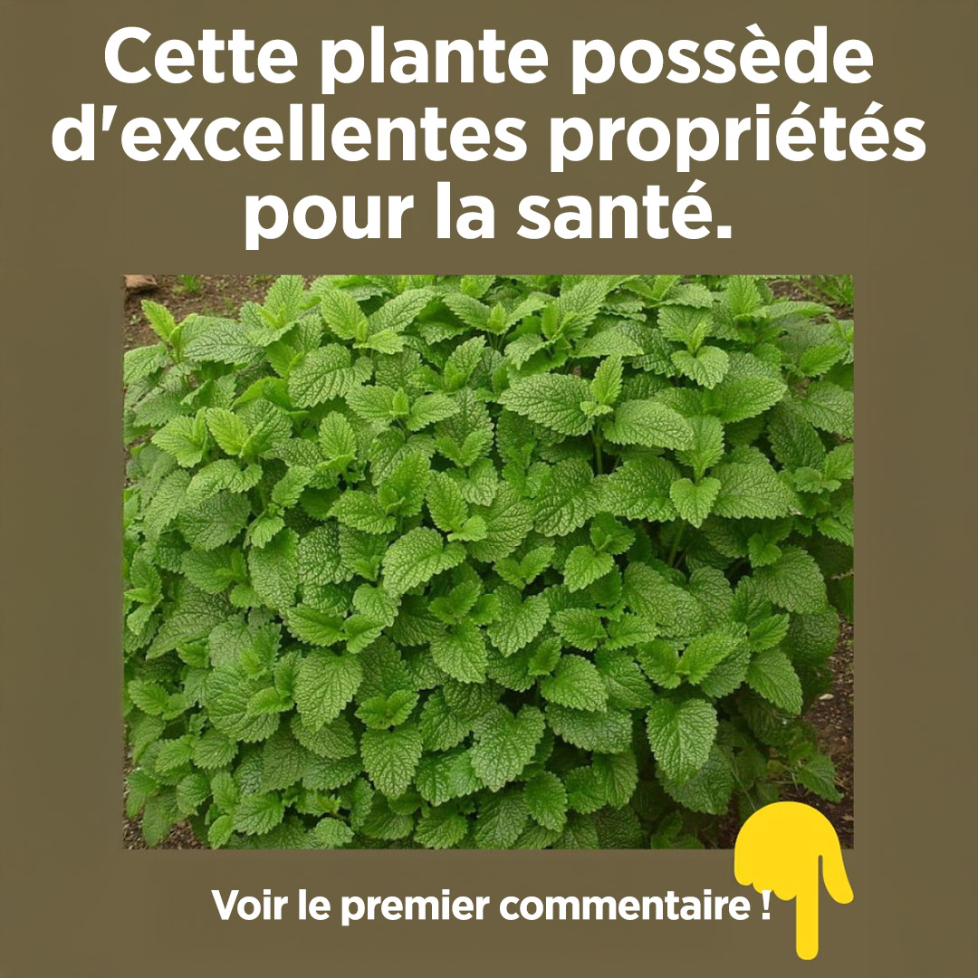 Cette plante est un trésor de la nature