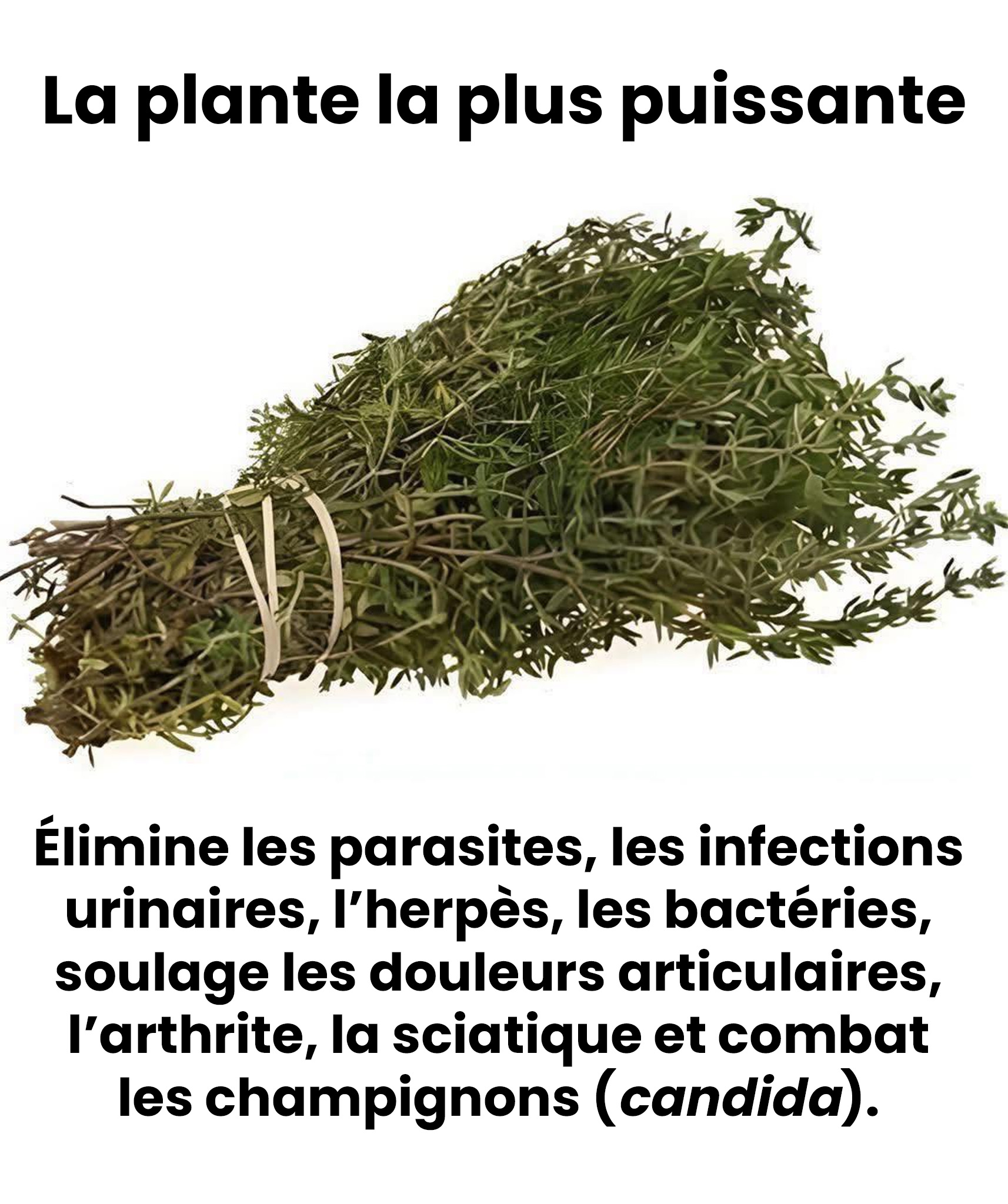 Cette plante ne se limite pas à la cuisine — elle compte parmi les plus puissantes au monde