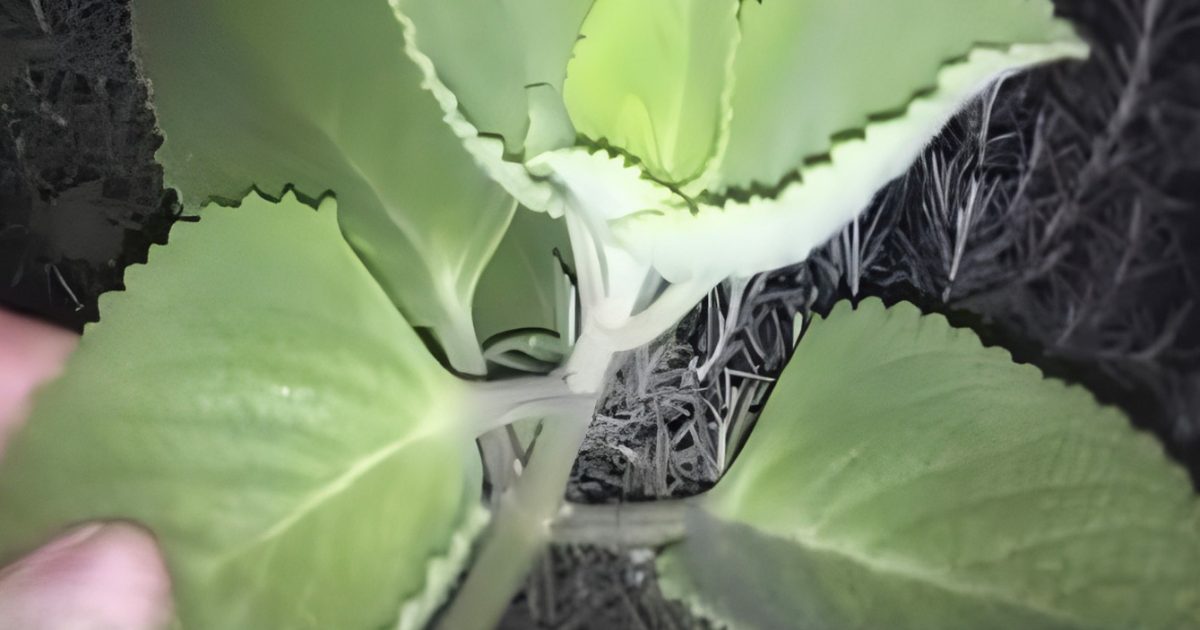 Cette plante que vous avez chez vous vaut de l’or