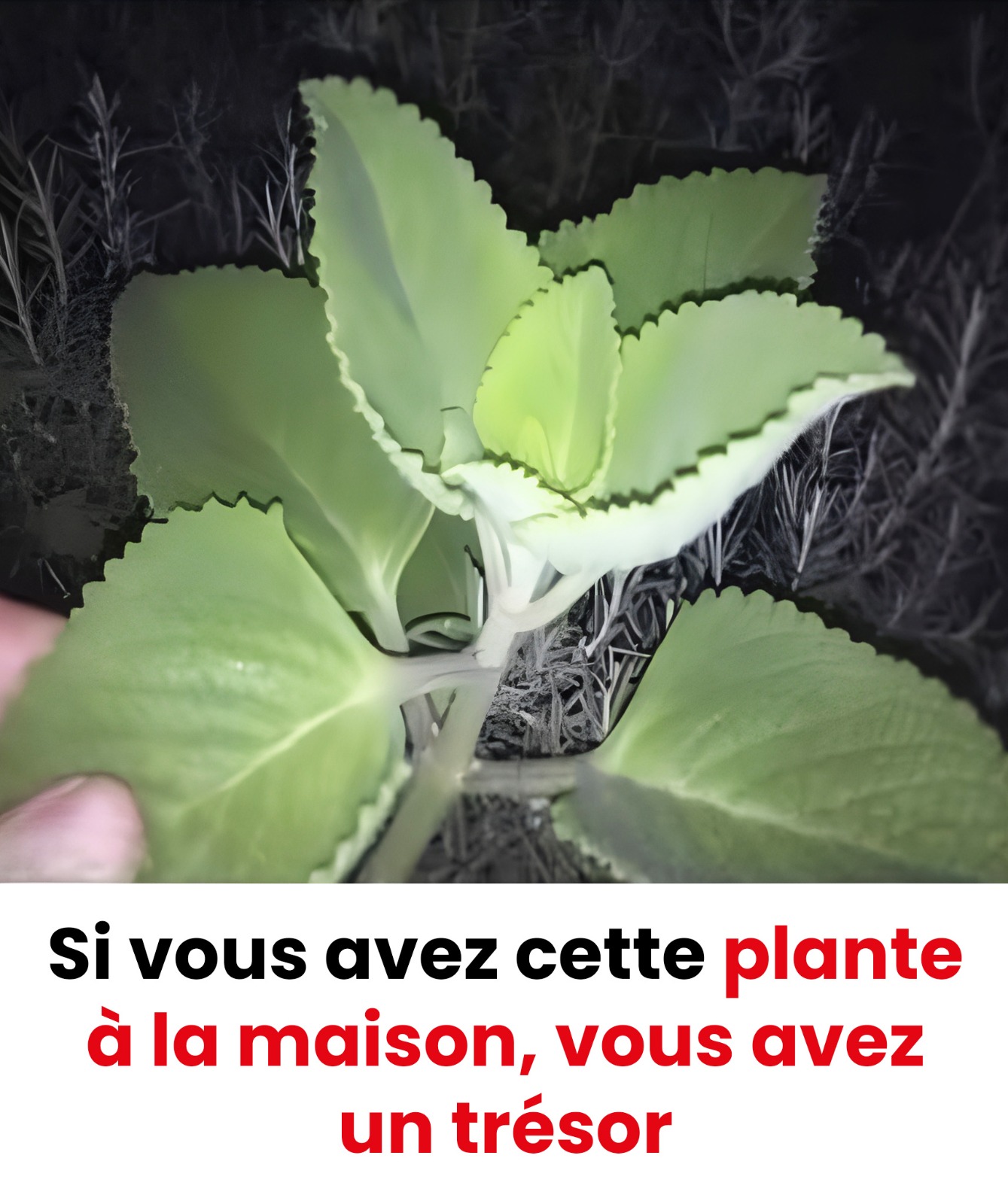 Cette plante que vous avez chez vous vaut de l’or