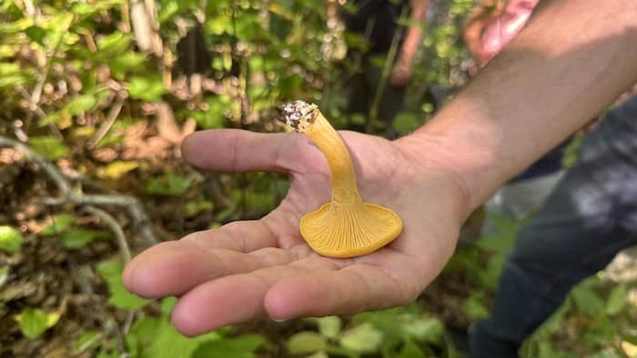 Champignons sauvages dans leur milieu naturel