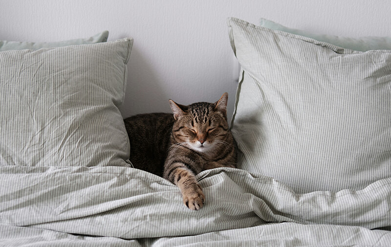 Dix secrets étonnants qui expliquent pourquoi votre chat dort avec vous chaque nuit