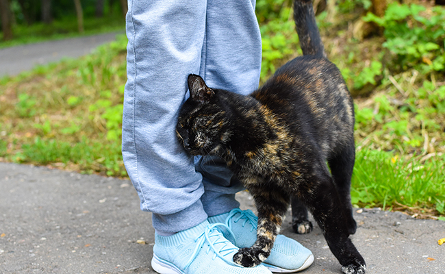 Pourquoi votre chat vous frotte-t-il ? Le langage secret de ses gestes affectueux décrypté