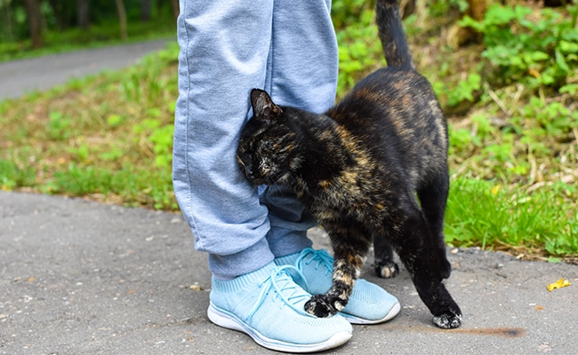Chat se frottant contre une jambe