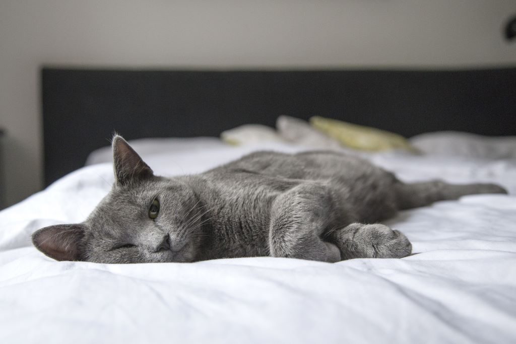 Dix secrets étonnants qui expliquent pourquoi votre chat dort avec vous chaque nuit