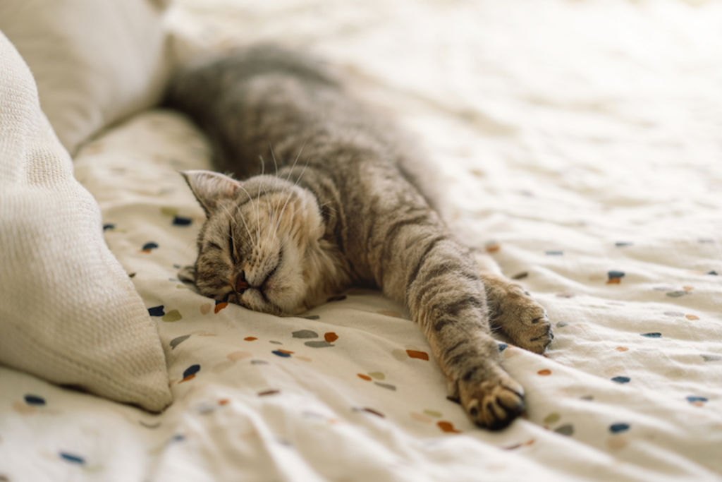 Dix secrets étonnants qui expliquent pourquoi votre chat dort avec vous chaque nuit