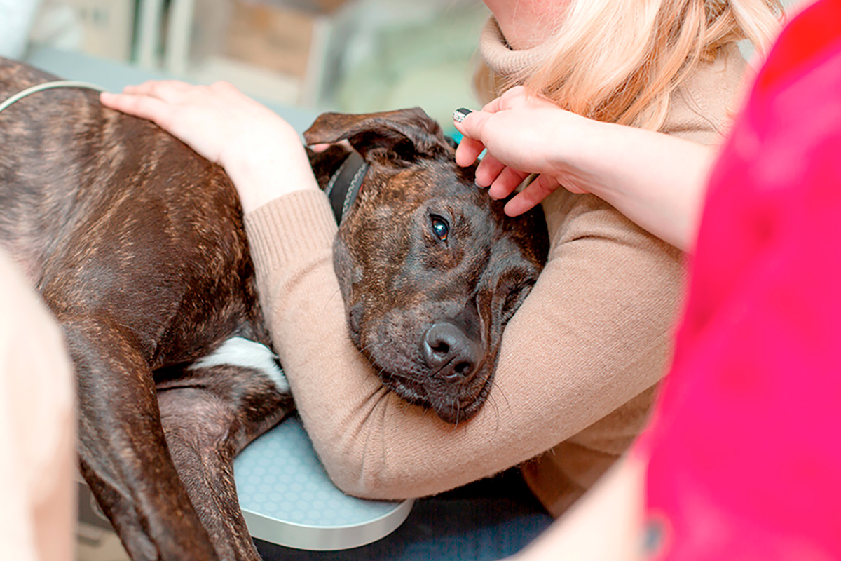 L’ultime cadeau de votre chien : ce qu’il vit vraiment lors de son dernier adieu