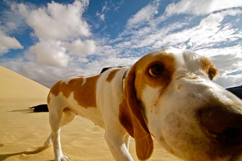 Ce que révèle vraiment votre chien en reniflant votre entrejambe