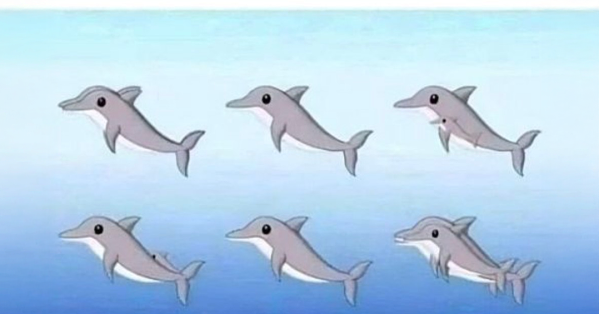 Combien de dauphins pouvez-vous repérer sur la photo ?