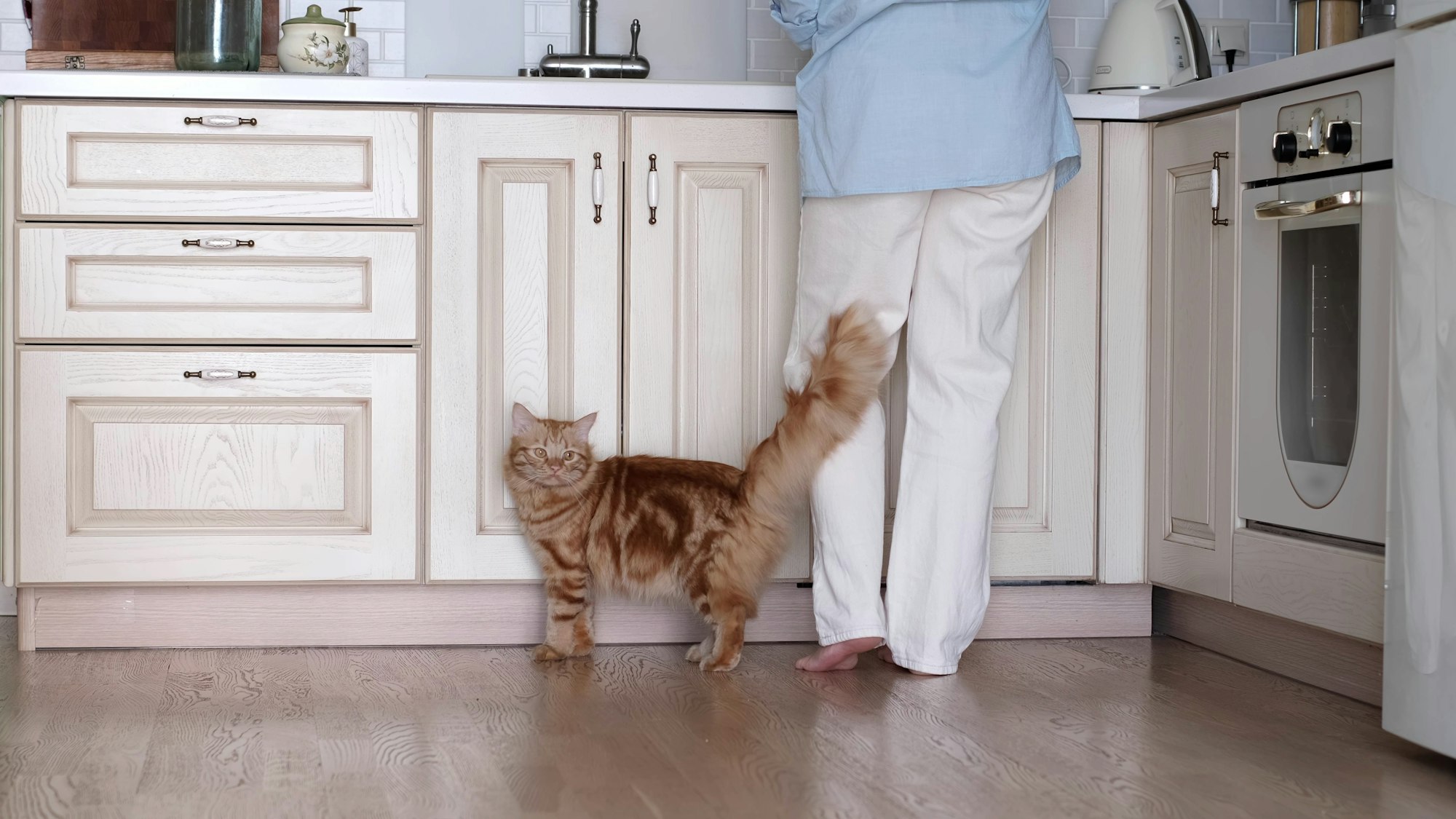 Pourquoi votre chat vous frotte-t-il ? Le langage secret de ses gestes affectueux décrypté