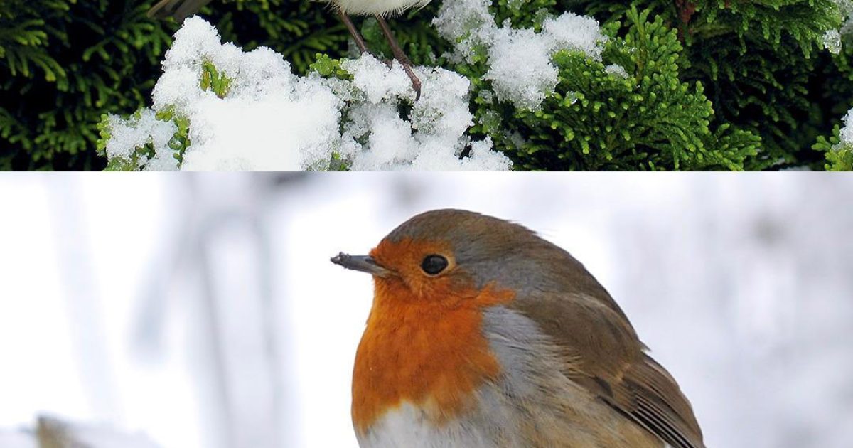 Comment attirer les rouges-gorges dans votre jardin : un guide complet pour créer un véritable paradis pour les oiseaux