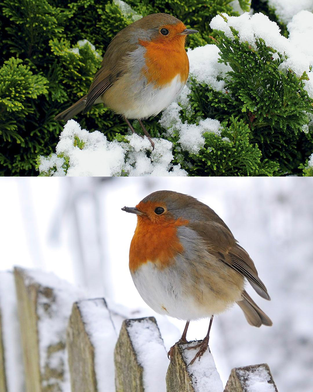 Comment attirer les rouges-gorges dans votre jardin : un guide complet pour créer un véritable paradis pour les oiseaux