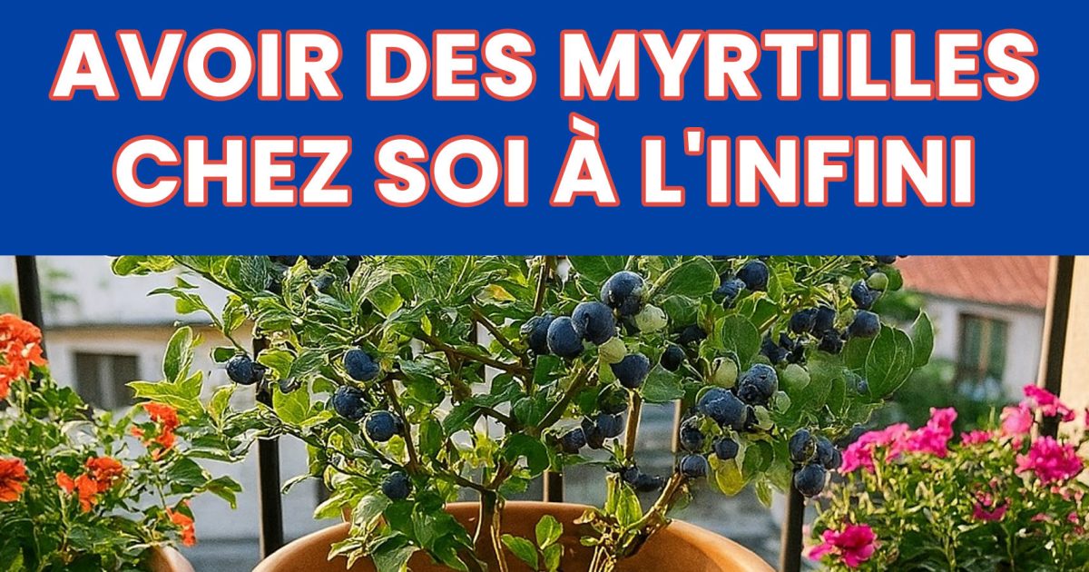 Comment cultiver des myrtilles chez soi et profiter d’une récolte abondante