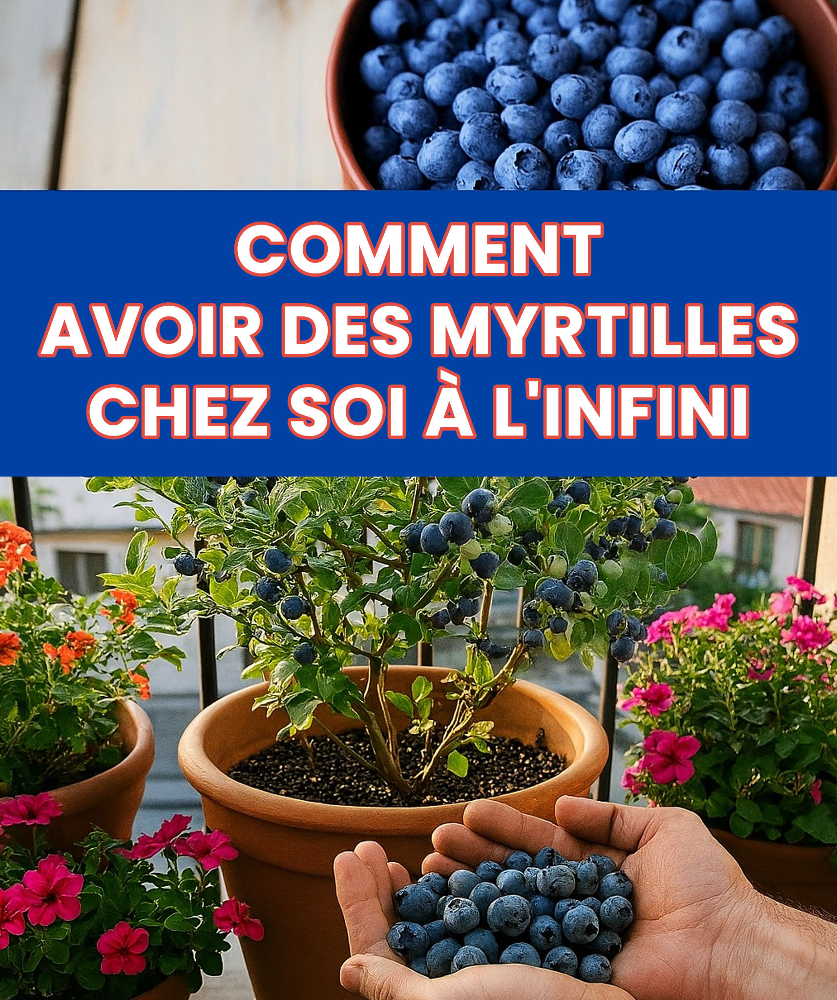 Comment cultiver des myrtilles chez soi et profiter d’une récolte abondante