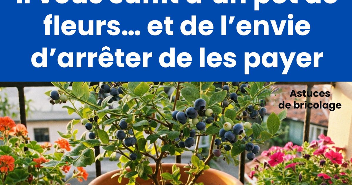 Comment cultiver des plants de myrtilles chez soi : un guide pratique pour une récolte abondante