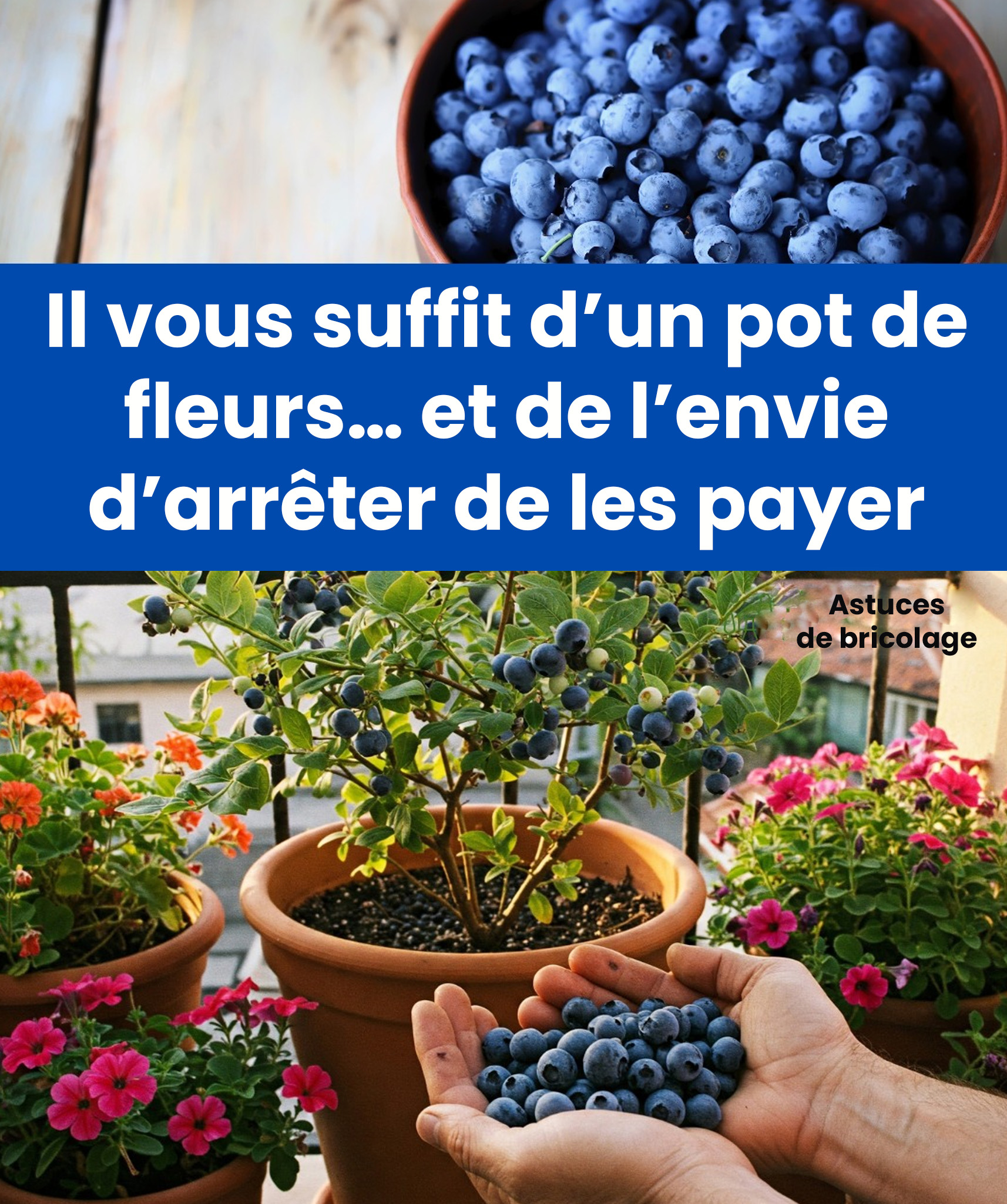 Comment cultiver des plants de myrtilles chez soi : un guide pratique pour une récolte abondante