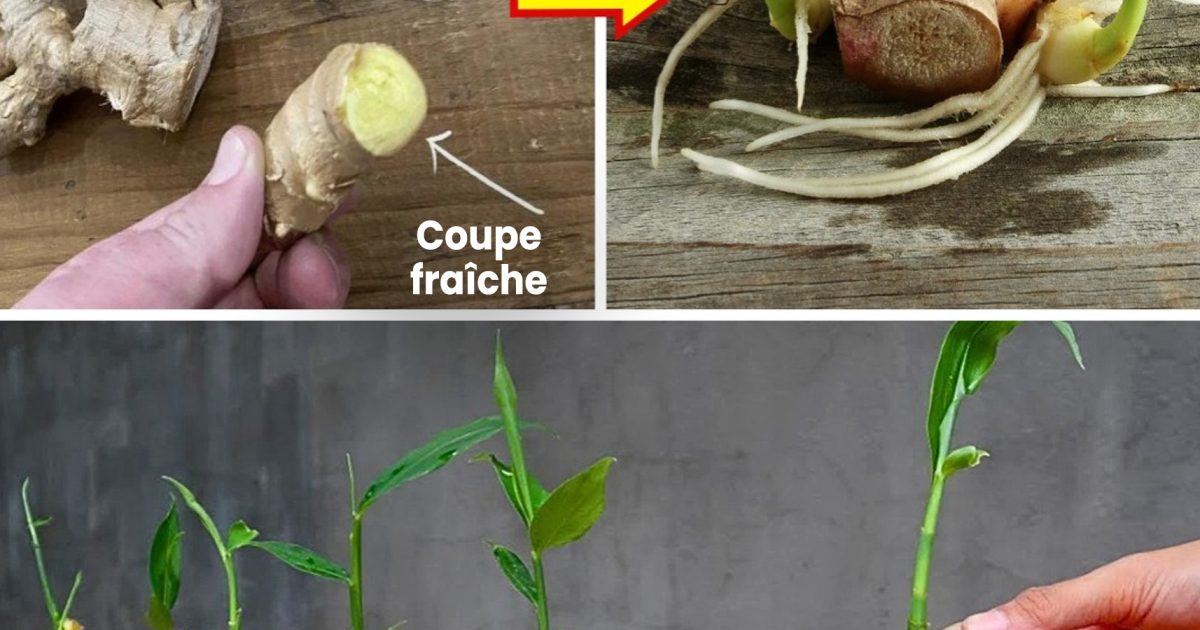 Comment cultiver du gingembre, quel que soit l’endroit où vous habitez