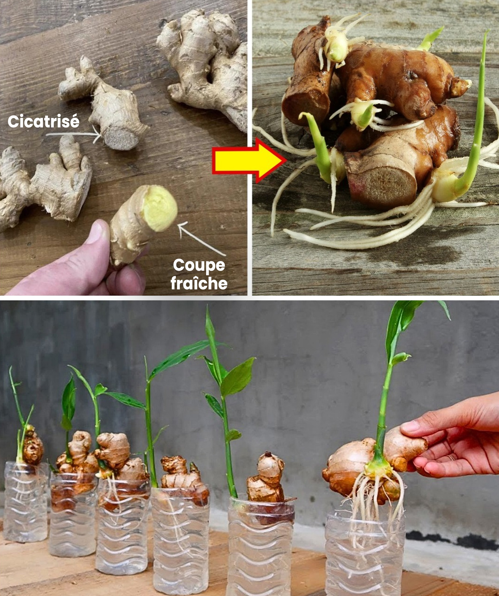 Comment cultiver du gingembre, quel que soit l’endroit où vous habitez