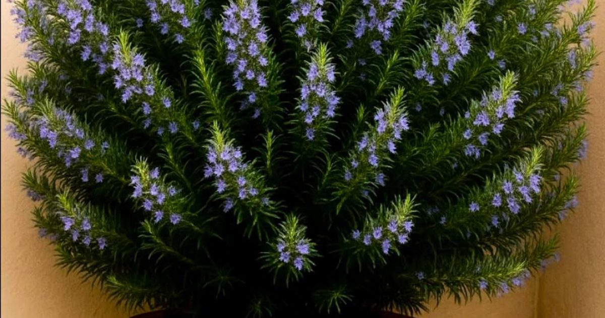 Comment cultiver du romarin chez soi pour parfumer toute sa maison