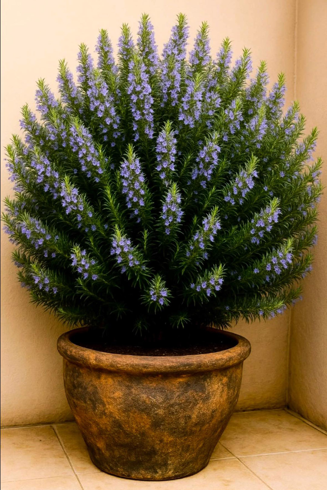 Comment cultiver du romarin chez soi pour parfumer toute sa maison