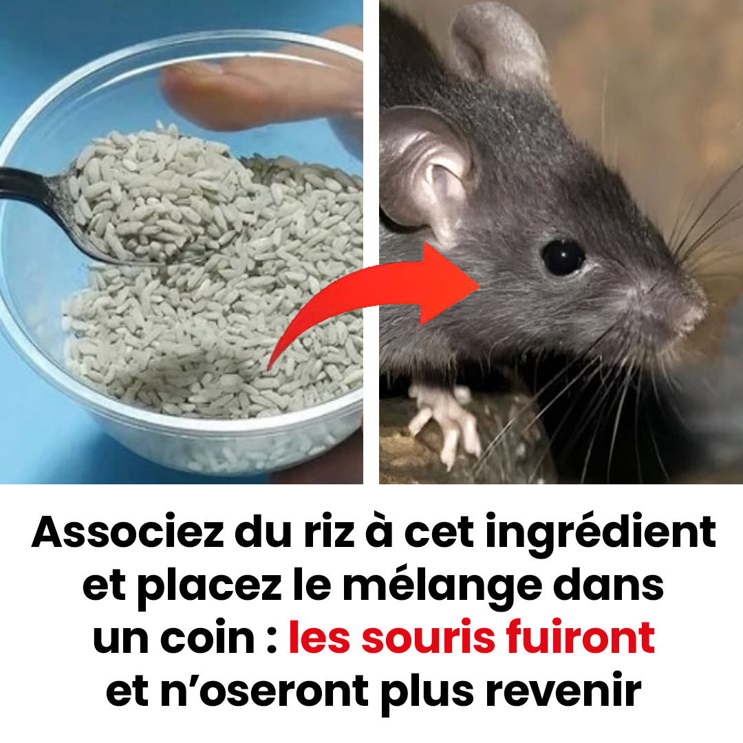 Comment éliminer les souris de votre domicile de manière efficace