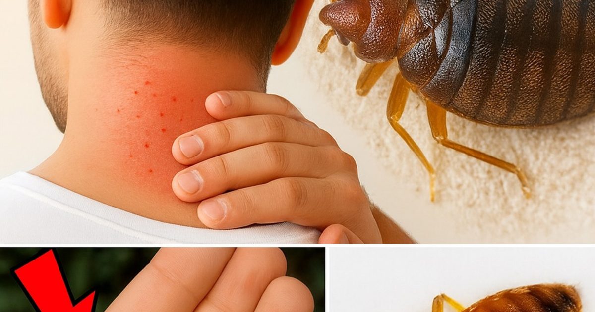 Comment éliminer naturellement les acariens et les punaises de lit de votre matelas