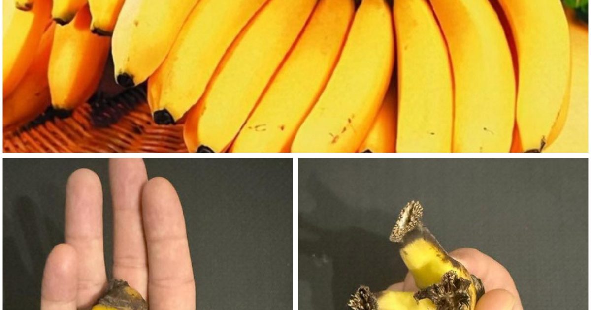 Comment exploiter le potentiel caché de la tige de bananier ?