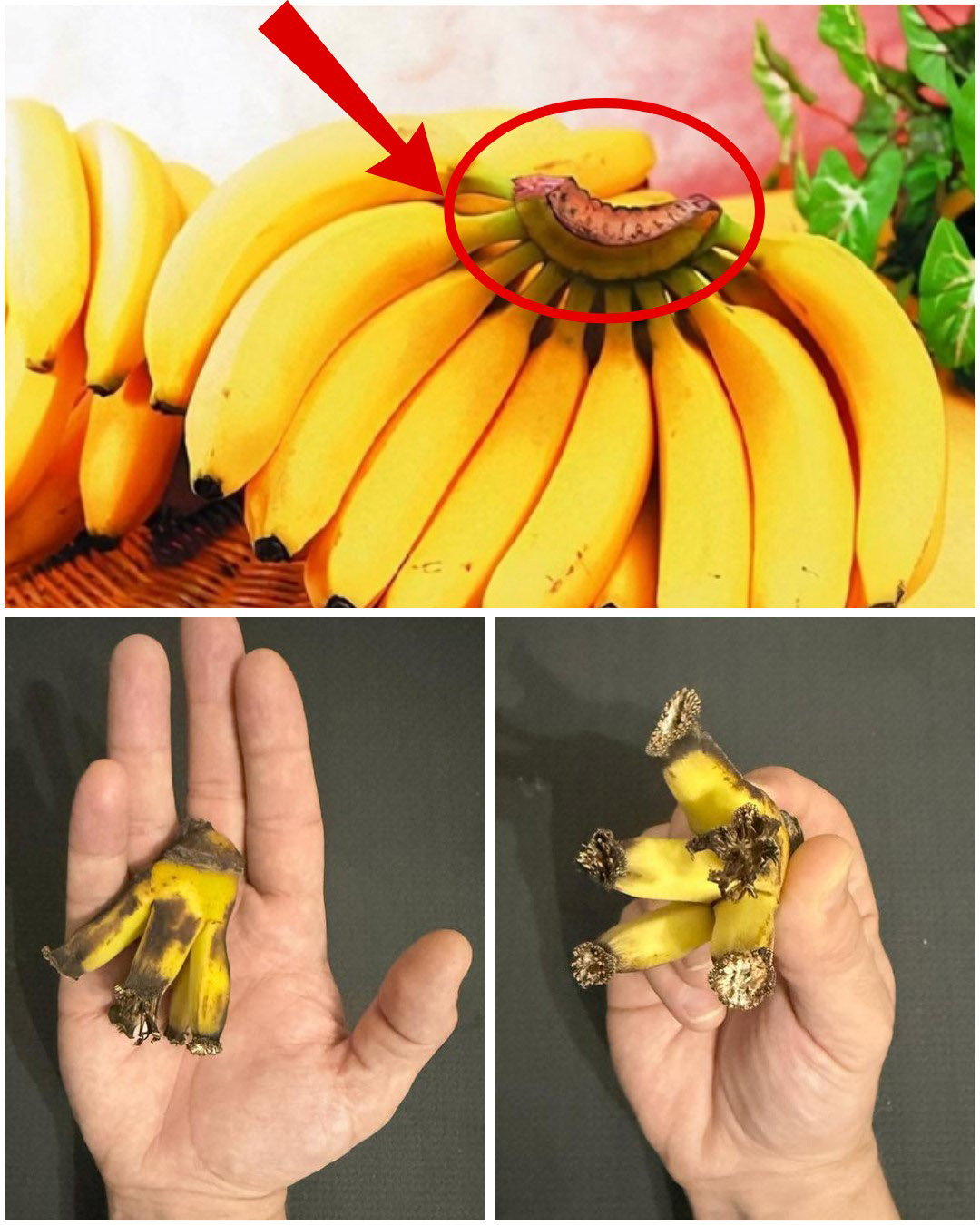 Comment exploiter le potentiel caché de la tige de bananier ?