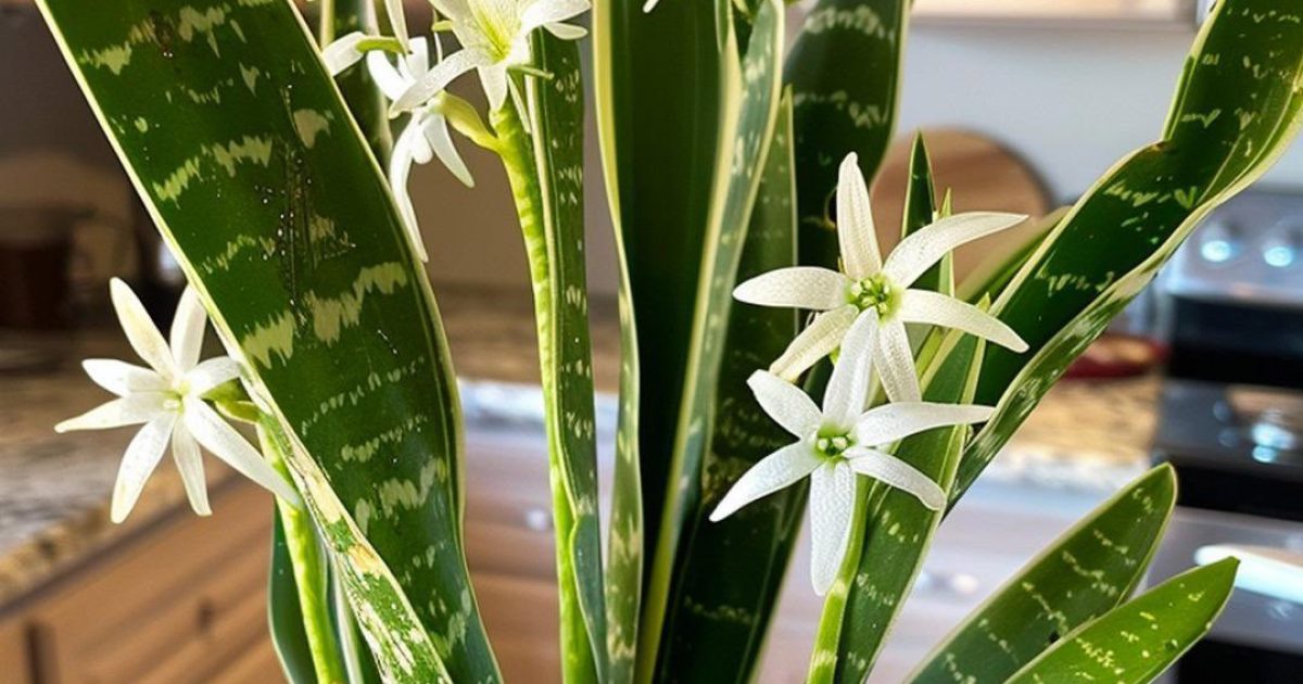 Comment faire fleurir la langue de belle-mère pour parfumer toute la maison