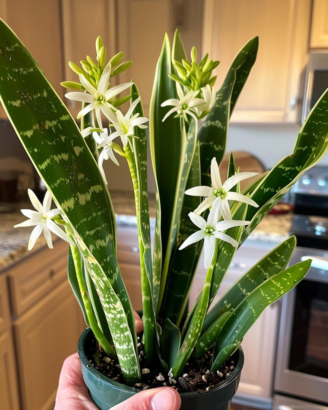 Comment faire fleurir la langue de belle-mère pour parfumer toute la maison