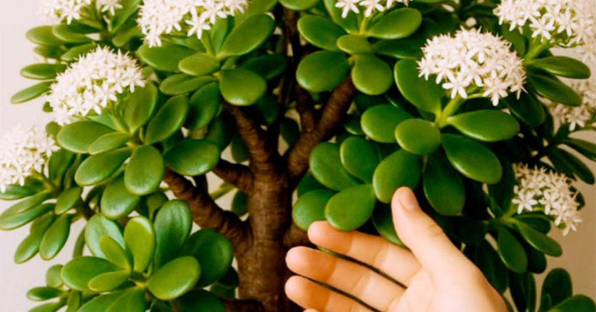 Comment faire fleurir l’arbre de l’Abondance — ou arbre de Jade — chez vous