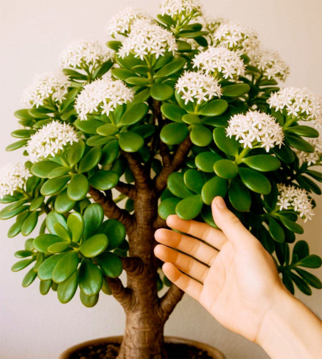 Comment faire fleurir l’arbre de l’Abondance — ou arbre de Jade — chez vous