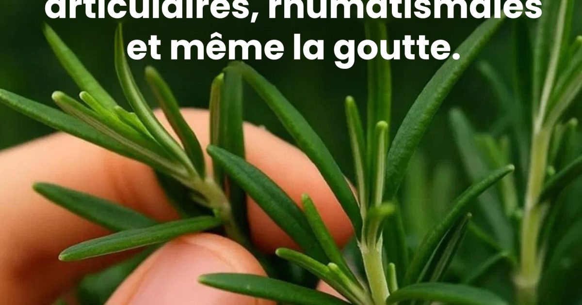 Comment faire pousser cette plante en abondance à la maison ?