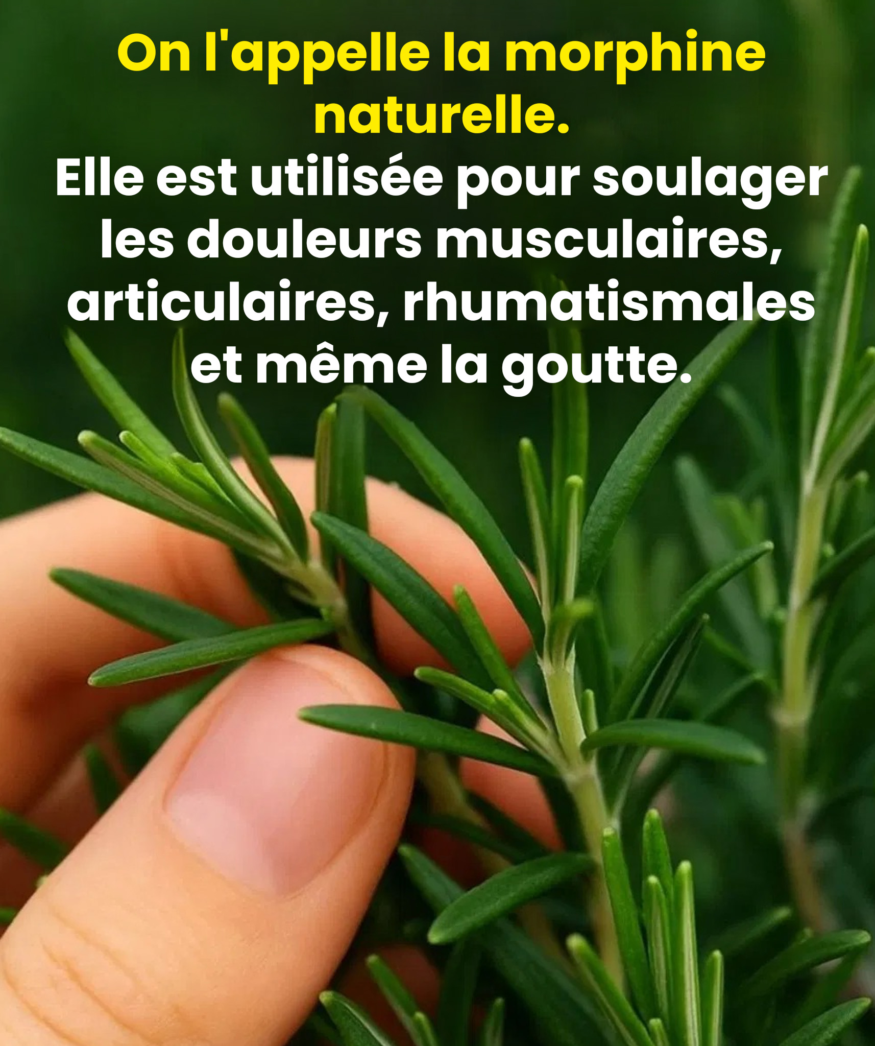 Comment faire pousser cette plante en abondance à la maison ?