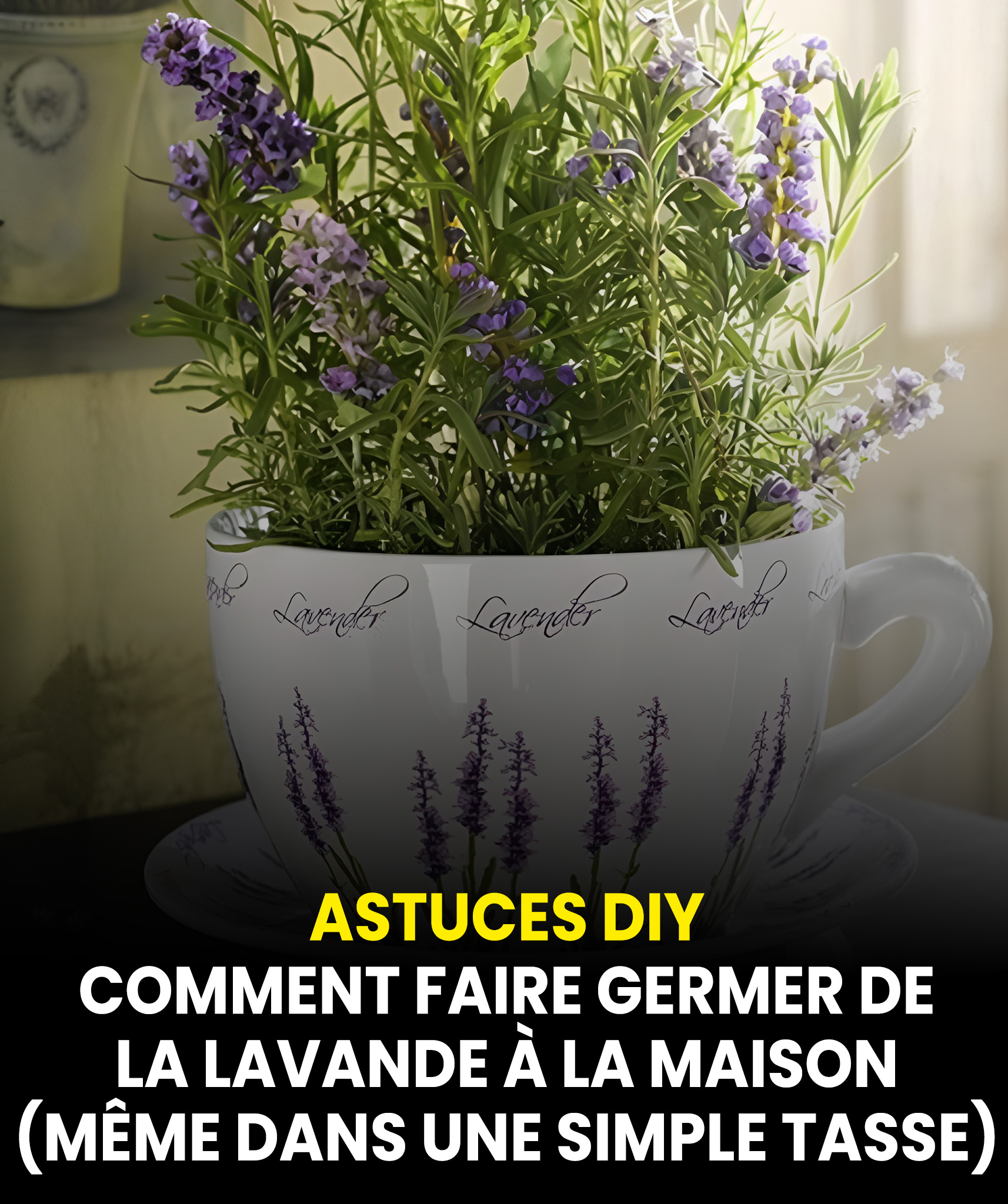 Comment faire pousser de la lavande chez vous (même dans une simple tasse)