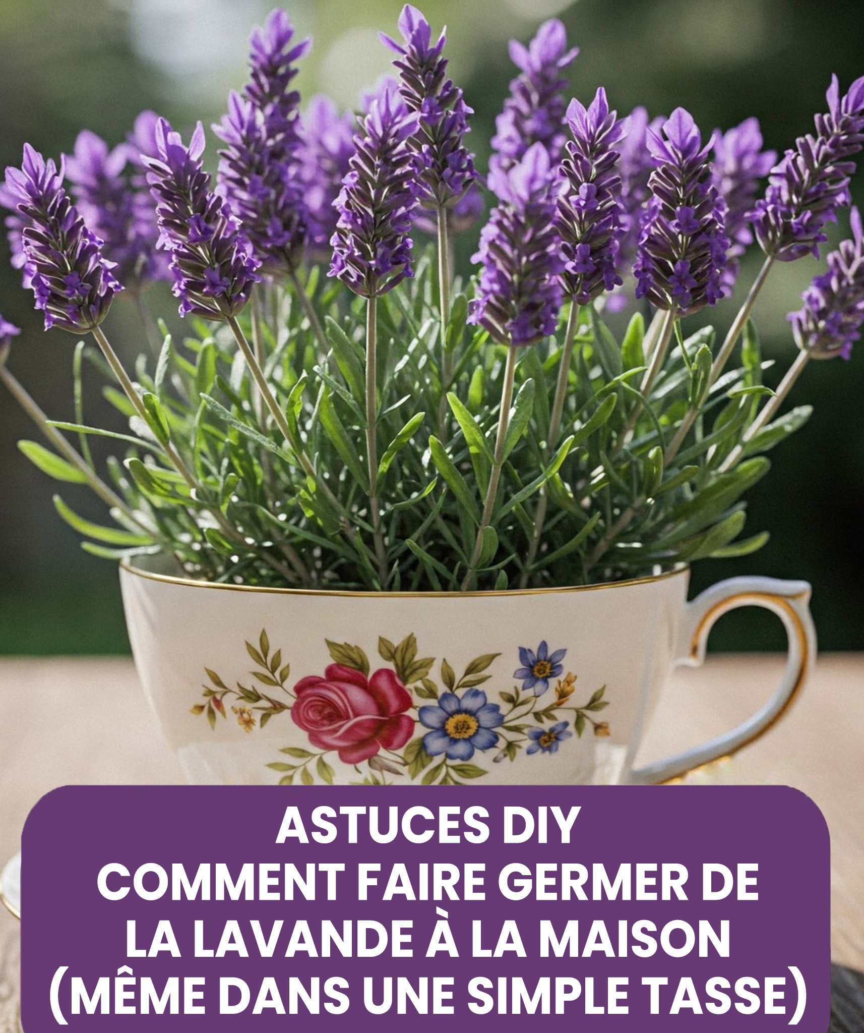 Comment faire pousser de la lavande en pot : le secret pour parfumer naturellement toute votre maison